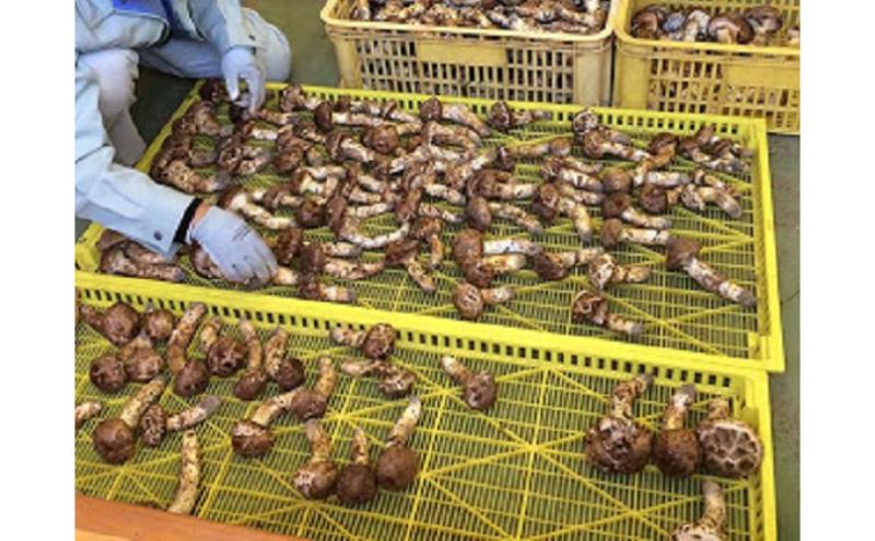 小諸市収穫　松茸　約1kg（8～15本）