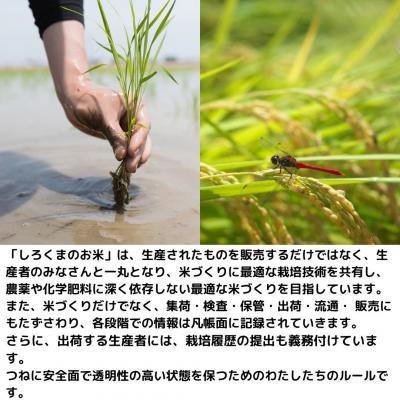 ふるさと納税 三条市 新潟県産ブレンド米 10kg(5kg×2袋) 令和6年産米 精米 [株式会社白熊]【010S455】 |  | 01