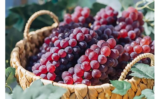 【期間限定発送】 ぶどう デラウェア 10～14房 約 2kg 朝採れ [oboco grapes 山形県 高畠町 tk06ayt250007] 個包装 種無し ブドウ 葡萄 くだもの 果物 フルーツ 産地直送 農家直送