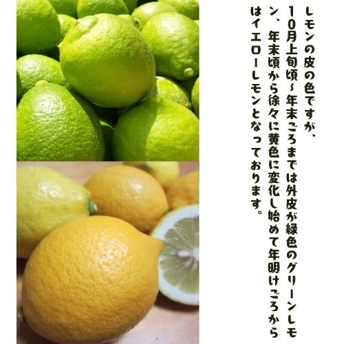 【先行予約】紀州 和歌山 ご家庭用 有田 レモン 1.5kg+200g(傷み補償分)【防腐剤・ワックス不使用】 / 檸檬 くだもの 果実 柑橘 ※2026年９月下旬～2027年2月上旬頃に順次発送 ※