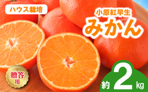 先行予約 みかん 蜜柑 ハウス 約2kg 小原紅早生 小原紅早生みかん 早生みかん 柑橘 オレンジ 果物 フルーツ 果実 旬 化粧箱入り 贈答用 プレゼント ギフト 6月下旬～8月上旬 配送 選べる 容量 香川県 丸亀市