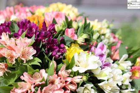 定期便６回便　切り花 アルストロメリア【上級品・生花　花丈80cm・32本前後】9～3月（KS-T504）