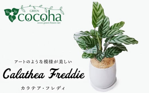 カラテア ・ フレディ 糸島市 / cocoha [AWB017] 観葉植物 グリーン インテリア 室内母の日父の日ギフト