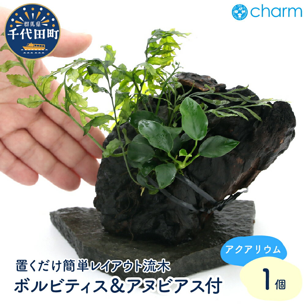 【ふるさと納税】置くだけ簡単 レイアウト流木 ボルビティス＆アヌビアス付（1個）群馬県 千代田町 流木 趣味 オススメ 人気 初心者 玄関 リビング 水槽 アクアリウム インテリア ナチュラル 自然 リラクゼーション おしゃれ プレゼント 送料無料 株式会社チャーム