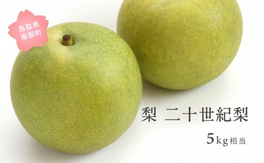 【YA04】二十世紀梨（5kg箱）2026年8月下旬～9月上旬出荷予定＜数量限定＞【先行予約】