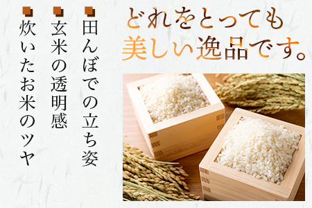 【定期便 ３回】多良木町産 『くまさんの輝き』 10kg×3回 計30kg【 定期便 定期配送 精米 お米 米 艶 粘り 甘み うま味 もちもち 熊本のお米 10kgずつ 30キロ 熊本県 多良木町 