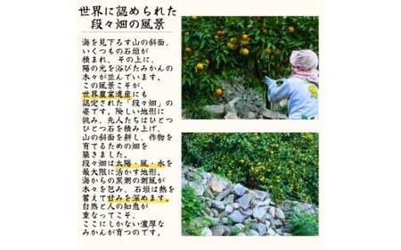  有田 みかん ご家庭用 サイズ混合 10kg / 有田みかん 温州みかん 甘い 家庭用 和歌山 柑橘 10kg ※2026年10月上旬～2027年2月上旬に順次発送【krt004-c-10】