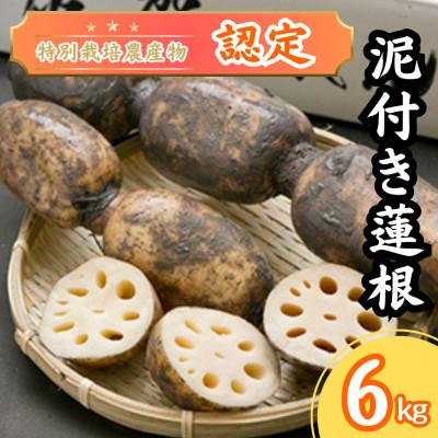 ふるさと納税 江北町 「地元 江北町産」 泥付き蓮根【3kg×2】