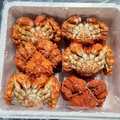 ふるさと納税 根室市 【年内配送可】★花咲ガニ12尾(計3.6kg前後) C-57051 |  | 01