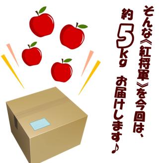 【予約：2024年10月下旬から順次発送】北海道北見市産 りんご 紅将軍 約5kg ( 果物 果実 蜜 旬 季節限定 数量限定 果肉 )【044-0007-2024】