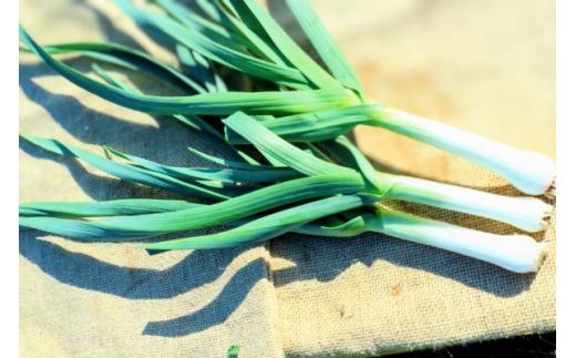 【大好評】秦野農産物等登録認証を取得しました！ 葉ニンニク（約1,000g）『from 名水の里 秦野』010-59-1