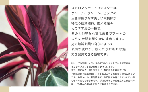 P1観葉植物 カラテアストロマンテ・トリオスター 観葉植物 インテリアグリーン _イメージ2