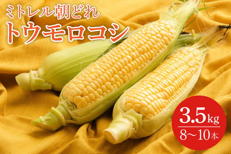 
                  【本田農園】ミトレル朝どれトウモロコシ【とうもろこし コーン 野菜 新鮮 期間限定 朝採れ 糖度 お取り寄せ 旬 旬野菜 水戸市 茨城県】（JN-1）
                