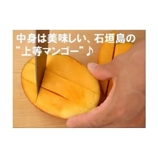 ＜予約受付＞完熟アップルマンゴー 2~4個 約1kg 