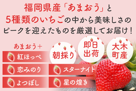 あまおうと旬のいちごの食べ比べセット 約300g×2パック 紅ほっぺ 恋みのり よつぼし スターナイト 星の煌き おすすめ 福岡県 大木町 BO002【2025年12月下旬～2026年4月末頃にかけて