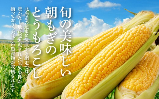 【先行予約】北海道網走産とうもろこし5kg（約10本）【 ふるさと納税 人気 おすすめ ランキング トウモロコシ 野菜 新鮮 オホーツク 北海道 網走市 送料無料 】 ABAO160