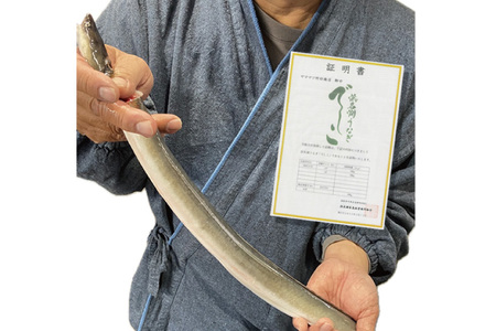ブランド鰻【でしこ】 うなぎ 国産 静岡 雌うなぎ 炭火 白焼 大 約150g 2串 計300g