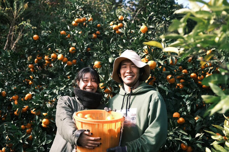 ［先行予約］［訳あり］蔵出しみかん（晩生みかん）2S〜3Sサイズ混合 5kg＋300g（傷み補償分）［2026年1月上旬より発送］