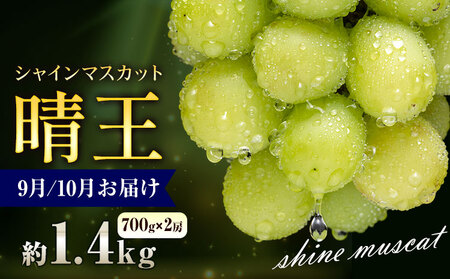 【2026年発送】シャインマスカット 晴王 1.4kg  彩美菜果 シャインマスカット