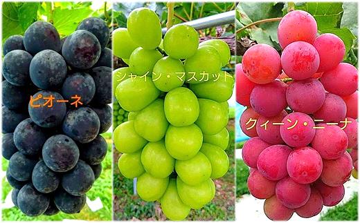 各色の品種の一例です。