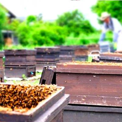 ふるさと納税 小郡市 はちみつ 国産 天然 純はちみつ れんげ 500g[No5354-0338] |  | 02