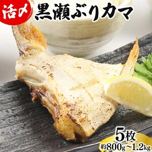 【3月発送】活じめ！黒瀬ぶりカマ（5枚入）（800g～1.2kg前後）
