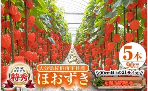 ＜先行予約受付中！お盆前頃に発送予定＞驚きの大きさ！ 宇目産ほおずき(5本・2L) 生花 お盆 仏花 鬼灯 お盆飾り お供え 盆 ホウズキ 盆 飾り 切花 切り花 大分県 佐伯市【BZ63】【清幸農園(有)】