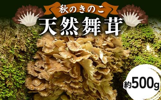 秋のきのこ 天然舞茸 約500g F2Y-6173
