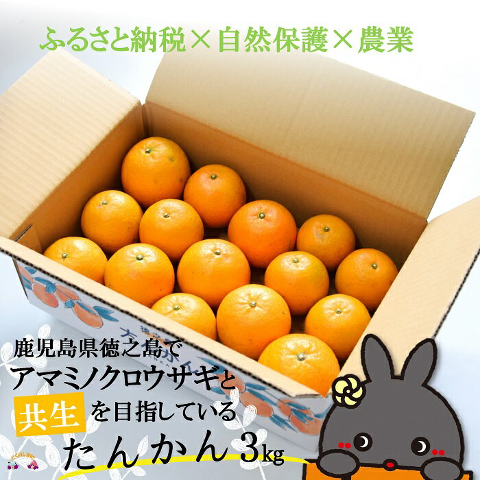 【ふるさと納税】《2026年2月～3月お届け！》～アマミノクロウサギと共生を目指す農家さんの徳之島産たんかん3kg ( たんかん 柑橘 フルーツ 果物 徳之島 鹿児島 奄美 フレッシュ ビタミン 美味しい オススメ 人気 自然保護 共生 うさぎ ウサギ アマミノクロウサギ )