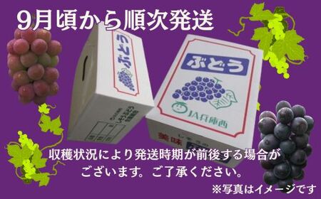 I6【令和7年産　先行受付】しそうのおいしいぶどう　約1㎏