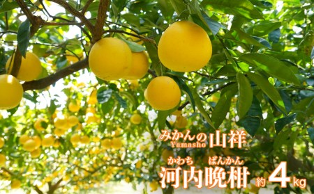 【数量限定】 贈答用 河内晩柑 4kg （ 2L サイズ ） 河内晩柑