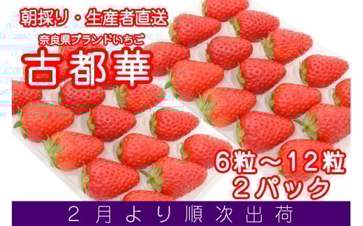 【広陵町×曽爾村連携返礼品】奈良県ブランドいちご 古都華 2月発送 約270g2パック(6～15粒入り) / いちご イチゴ 古都華 フルーツ 果物 旬 限定 ブランド 朝採り 完熟 いちご ことか イチゴ 先行予約 古都華 数量限定 古都華 甘い 先行受付