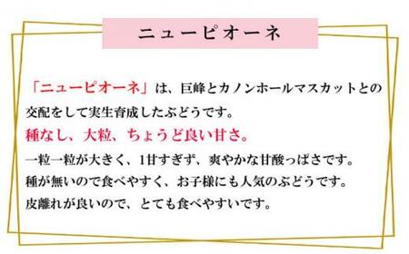 岡山県産 ぶどう 2024年 先行予約 ニューピオーネ 約2kg 3～6房 種無し ブドウ 葡萄 フルーツ 果物 ギフト [No.5220-1525]