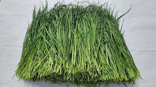 【5回定期便】生牧草バンクで使えるクーポン / 中央牧草センター / 生牧草バンク 牧草バンク クラウドギフティング 馬 生牧草 牧草 引退馬 功労馬 元競走馬 牧場 支援 ギフト