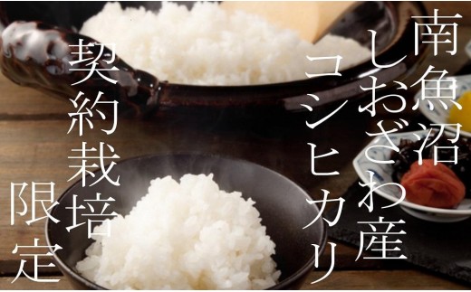 
                  【令和8年産　新米予約】【定期便】契約栽培限定 南魚沼しおざわ産コシヒカリ4Kg×12ヶ月【定期便 銘柄米 ブランド米 精米 こしひかり コシヒカリ 魚沼産 新潟米 産地直送 お米】【2026年10月上旬から1ヶ月以内に順次発送予定】
                