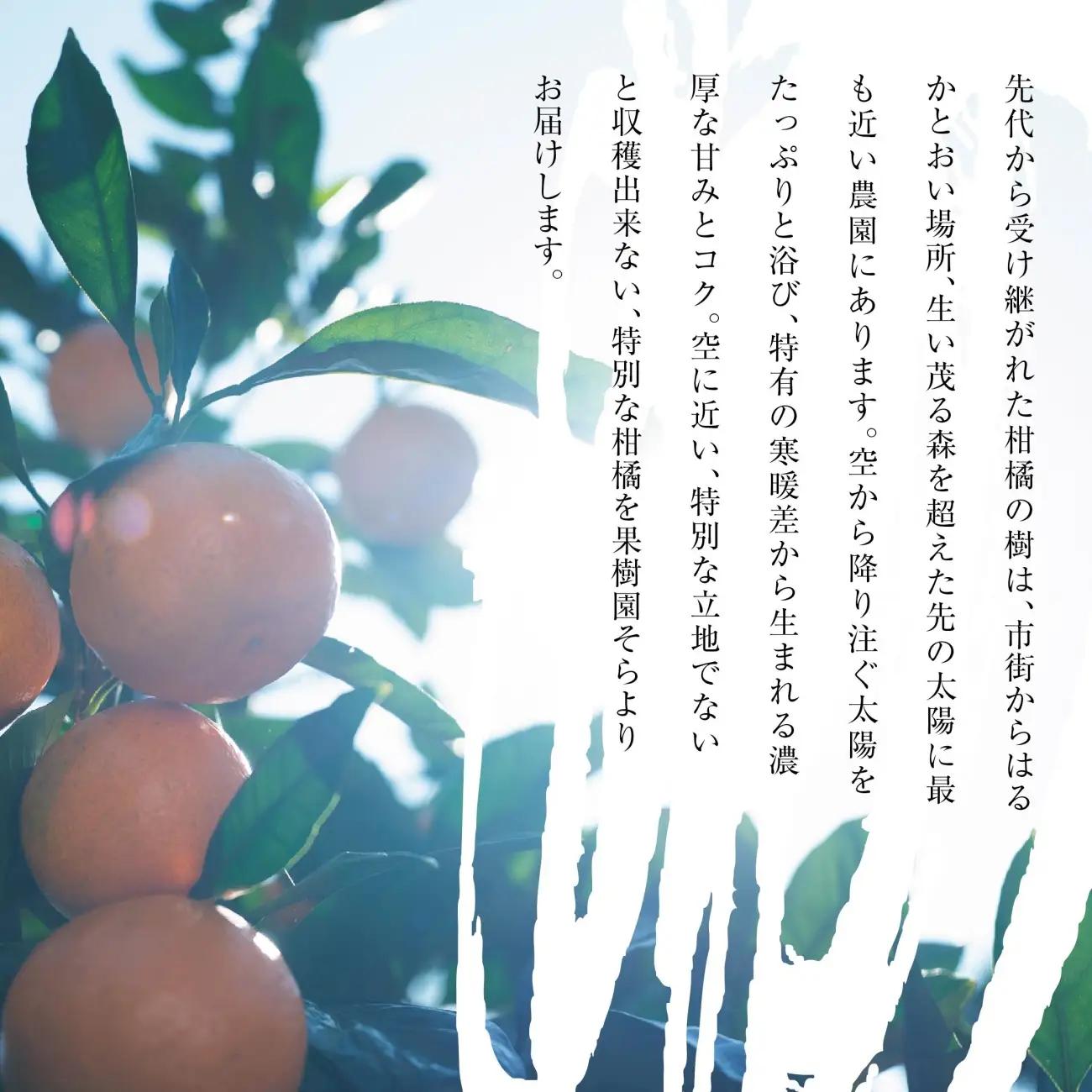 【先行受付】天空の果樹園から届く そらみかんプレミアムシリーズ (5kg)【95-22】YWTAQ022