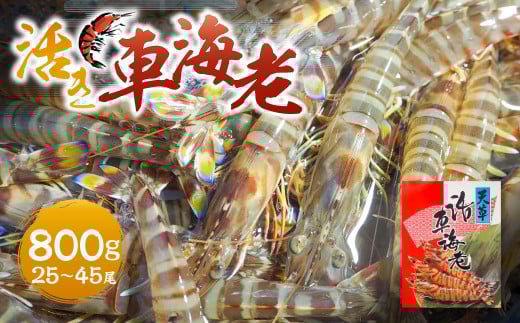 【指定日必須】活き車海老 800g （25～45尾） 活き車海老 車海老 車エビ クルマエビ えび 海老 エビ 活き海老 活きたまま 熊本県 上天草市 【発送期間2025年12月1日から2026年2月28日】【12/31・1/1お届け可能】