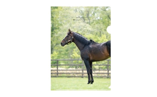 【オジュウチョウサン】クリアファイル（写真）5枚入り【ふるさと納税 人気 おすすめ ランキング 馬 競馬 競走馬 オジュウチョウサン 北海道 平取町 送料無料】 BRTV019