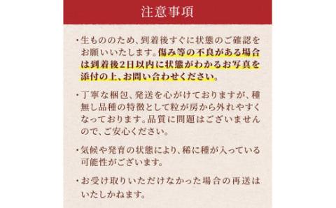 《先行予約》2024年 山形県 高畠町産 シャインマスカット 1.6kg( 2～3房) 2024年10月中旬から順次発送 ぶどう ブドウ 葡萄 F20B-735