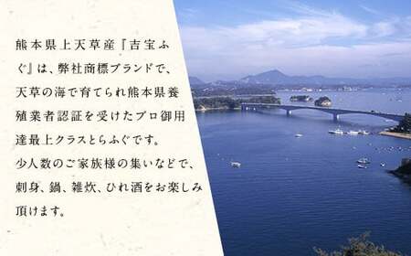 とらふぐフルコース【松】吉宝ふぐ（40cm赤絵皿全盛り・7～8人前） 『焼きひれ／特製ポン酢／もみじおろし付き』 ふぐ 河豚 フグ とらふぐ トラフグ 刺身 鍋 雑炊 ひれ酒 熊本県 上天草市【202