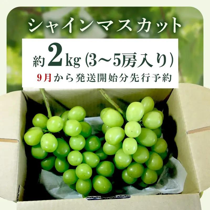 シャインマスカット(ぶどう)約2kg＜2026年9月から発送開始分先行予約＞【C-177】