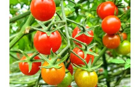 イタリアンシェフが作るクラフトトマトケチャップ3本セット ／ 調味料 完熟トマト 国産トマト 甘さ控えめ 塩分控えめ まろやか酸味 こだわり調味料 オムライス ナポリタン ハンバーグ お取り寄せ 埼玉