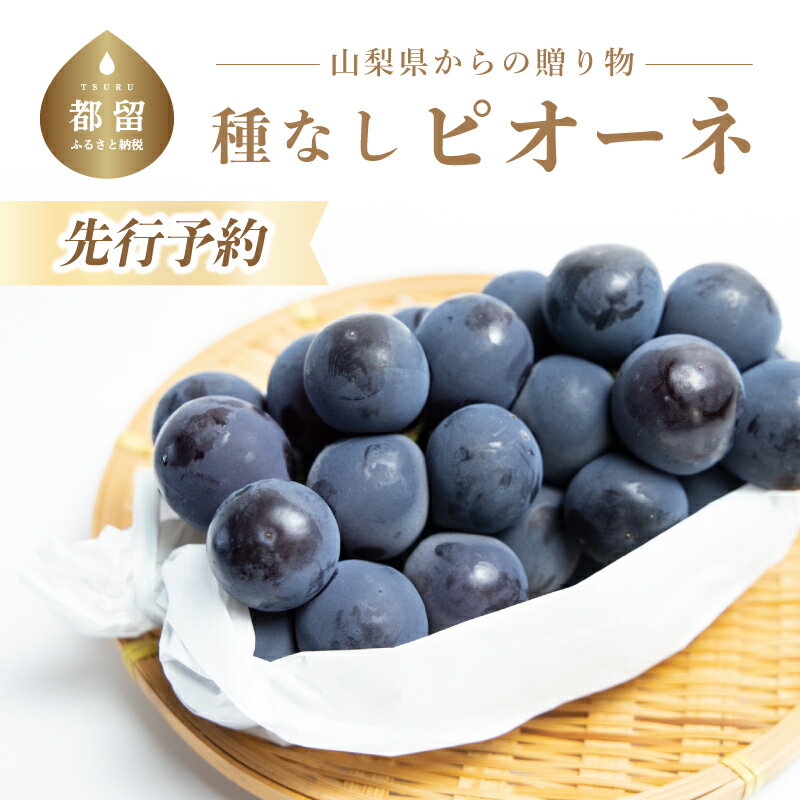 【ふるさと納税】【2025年 先行予約】山梨県産　種なしピオーネ2房(約1.0Kg） | 8月中旬以降お届け 送料無料 山梨 やまなし ブドウ 葡萄 ピオーネ 新鮮　甘い　美味しい　ジューシー　朝採れ　ぶどう　たねない　種無し　黒ぶどう　【冷蔵】黒ぶどう