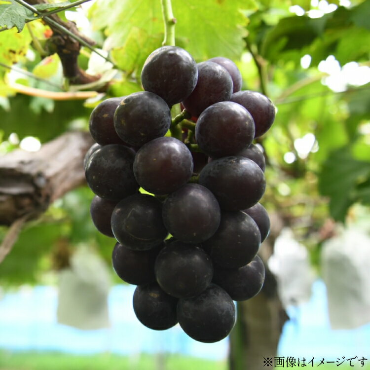 【ふるさと納税】【期間限定発送】 ぶどう 大粒ぶどう 藤稔 3〜4房 約 1.8kg [tk06ayt190003 山形県 高畠町 Hinataぶどう園] ぶどう ブドウ 葡萄 ふじみのり 大粒 種なし くだもの 果物 フルーツ 産地直送 農家直送