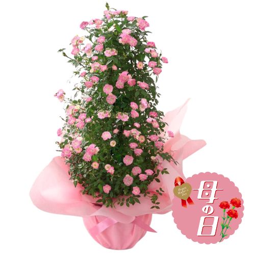 【ふるさと納税】 【先行予約】 母の日に！ つるバラ 舞姫 タワー仕立て 鉢植え ピンク 花 ギフト 母の日 贈り物 2026年5月から順次発送 オンライン決済限定 静岡県 藤枝市