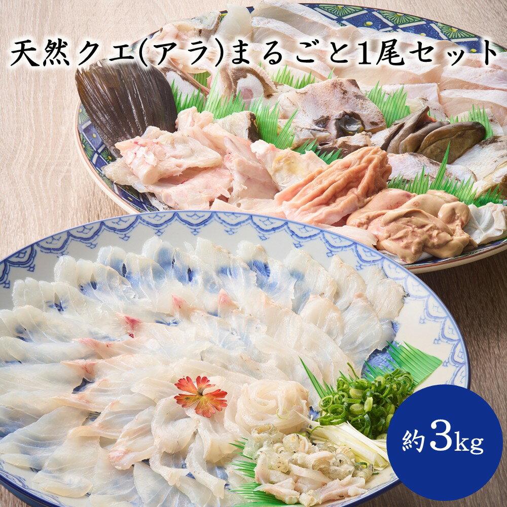 【ふるさと納税】天然クエ（アラ）まるごと1尾セット（約3kg）【マルケイ水産】_AS2007-00 クエ くえ 天然 まるごと 刺身 鍋 贅沢 高級魚 福岡県宗像市 宗像市 福岡 宗像