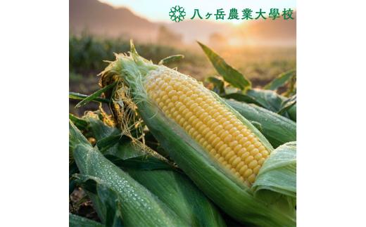 朝採れ 直送 フルーツのような甘さ 『 皮付き 』 生とうもろこし 10本 | 八ヶ岳農業大学校 トウモロコシ とうもろこし 自然 旨味 甘味 生食 信州 八ヶ岳 長野県 諏訪郡 原村