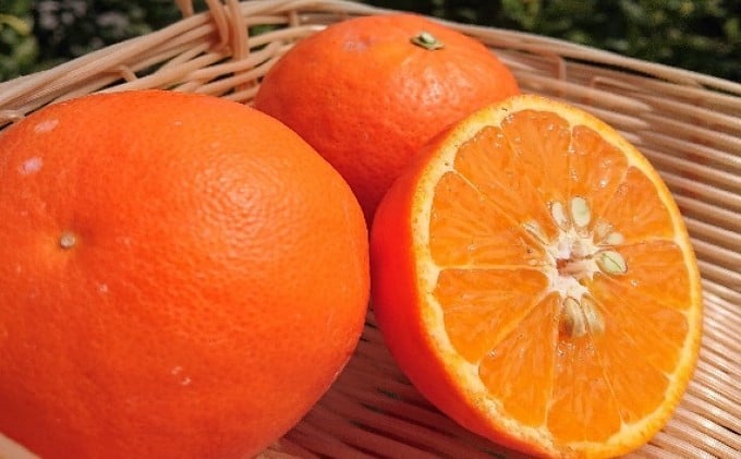 
            2026年先行予約 セミノール　約5kg 果物類 柑橘類 フルーツ オレンジ みかん ミカン 
          