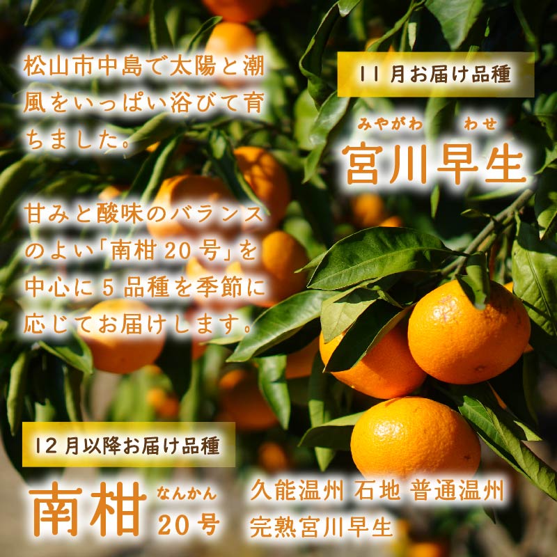 【2025年11月上旬から順次発送】訳あり 温州みかん 5kg 数量選択可 | みかん ミカン 蜜柑 南柑20号 みかん 数量限定 みかん 愛媛県産 みかん 松山市 みかん 中島 みかん 温州みかん 