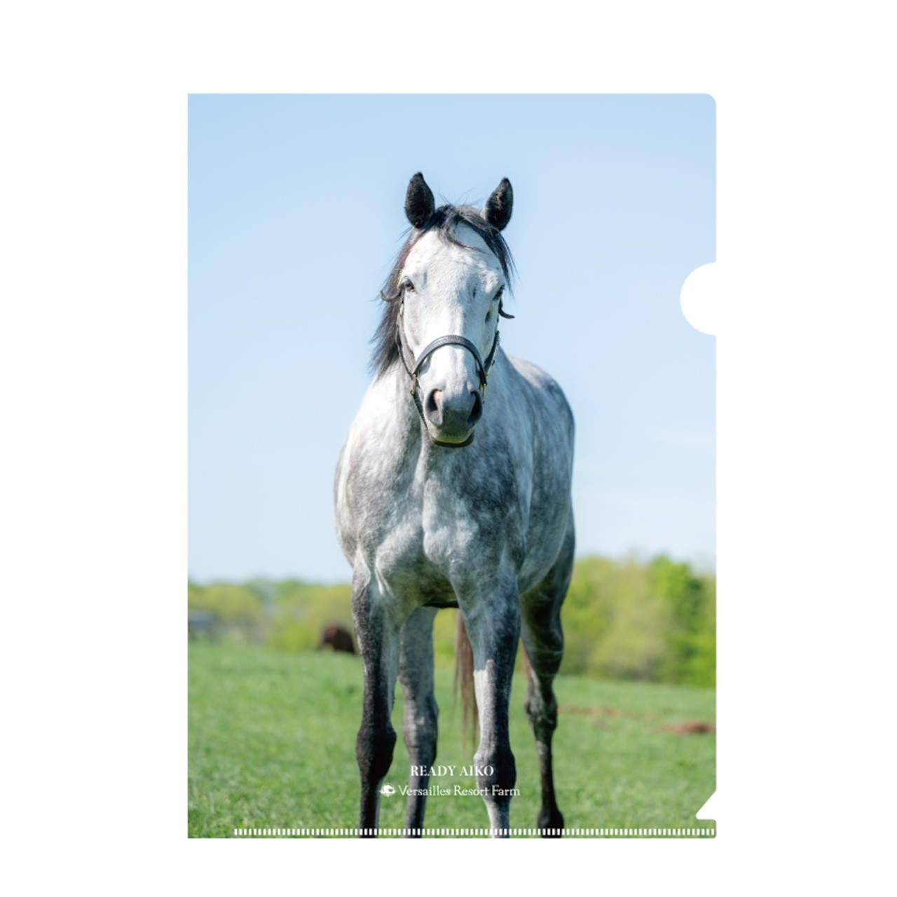 
                  【レディアイコ】クリアファイル5枚入り 【ふるさと納税 人気 おすすめ ランキング 馬 競馬 競走馬 引退馬 レディアイコ アイコ イラストステッカー ステッカー シール 事務用品 文房具 日高 北海道 平取町 送料無料】 BRTV444
                